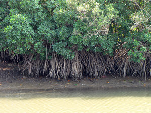 mangrove-2